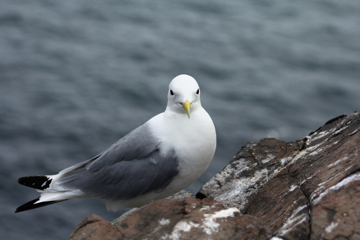 Kittiwake, Farne Islands, Northumberland